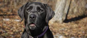 Polar labs are white labs, akc registered. Charcoal Labrador Retriever Puppies For Sale Greenfield Puppies
