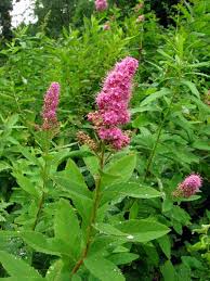 Image result for Spiraea douglasii