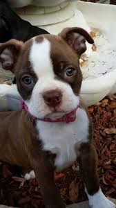 Boston terrier boxer mix brindle. Wallpaper Cute Boston Terrier Puppies Novocom Top