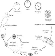 Infections of toxoplasma or cryptosporidium. Coccidia An Overview Sciencedirect Topics