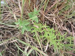 Image result for Tragia rupestris