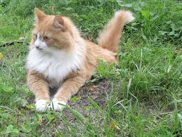 In general, females weigh between 12 to 15 pounds. File Siberian Cat Tofik Jpg Wikimedia Commons