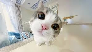 ‪Cats Born With Cuteness DNA😂 Funny Cats Videos 2025 - YouTube‬‏