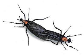 Love Bug Season Is Back In Florida They Mate They Splat They Re Going Away They Re Baaaaaack Columnist Scott Maxwell Ha Love Bugs Bug Tattoo Bugs