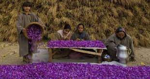 Did You Know That Jammu And Kashmir Is Known As The Home Of Saffron The Only Place In India Where This Flavori Growing Saffron Saffron Flower Saffron Crocus