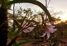 Image result for Xerophyta suaveolens