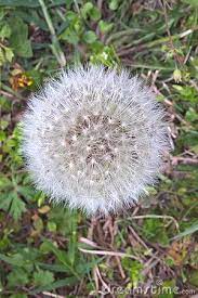 The Dandelion Is The Only Flower That Represents The Three Celestials Bodies Of The Sun Moon And Stars The Yellow Flower Res Dandelion Flowers Yellow Flowers