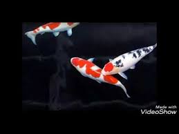 Atau ingin tahu contoh gambar kolam ikan hias depan rumah? Jasa Bikin Kolam Ikan Koi 085764280280 Youtube