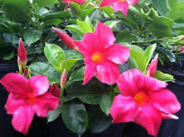 Image result for dipladenie hybrida rio obrázek