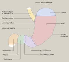 Quizlet is the easiest way to study, practise and master what you're learning. Anatomy Of The Stomach Sciencedirect