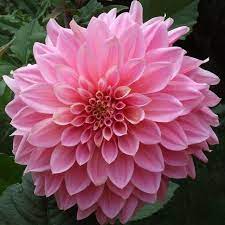 Hot Sale Unique Blue Fireball Dahlia Seeds Beautiful Flower Seeds Perennial Plant 100 Pcs Beautiful Flowers Flower Seeds Perennial Plants