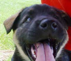 Craigslist lab dogs for sale. Labrador Puppies For Sale In Southern California Craigslist The Y Guide