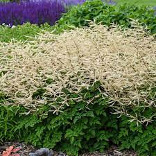 We did not find results for: Tall Shade Perennials 10 Flowering Plants That Bloom In The Shade Gardening From House To Home