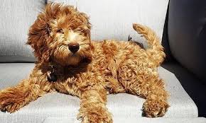All of our puppies are raised in our home. Goldendoodle Puppies For Sale Burlington Doodles Of Nc