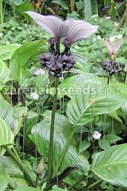 Check spelling or type a new query. Tacca Integrifolia Bat Flower Buy Seeds At Rarepalmseeds Com