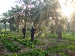 تلوث البيئة بالمبيدات الكيميائية الحشرية وتأثيرها على الإنسان والحيوان