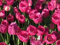 The election will be in the spring. Flowers Plan Now For Winter Blooms