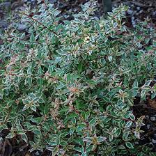 Abelia grandiflora available to order today. Abelia Grandiflora Confetti Conti Abelia Fine Gardening Plants White Plants
