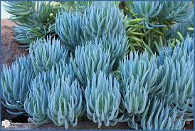 Image result for Senecio mariettae