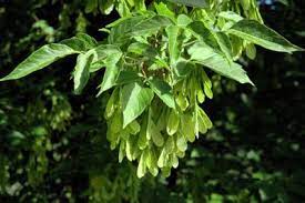 Boxelder Tree Information Learn About Boxelder Maple Trees Tree Information Maple Tree Diy Landscaping