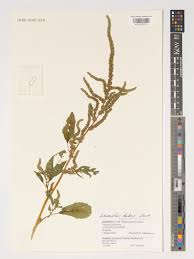 Image result for Amaranthus dubius