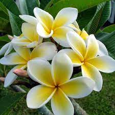Buy Plumeria Champa Yellow Plant Online From Nurserylive At Lowest Price Plumeria Flowers Yellow Plants Plumeria Tree