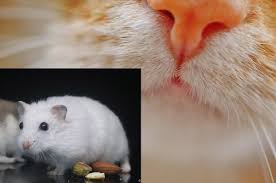It's only natural for your cats to be curious about what you're eating, but there are plenty of things that cats can't eat, so it's always wise to check before letting your kitten snack off your plate. Will My Cat Kill My Hamster Or Do Cats Get Along With Hamsters