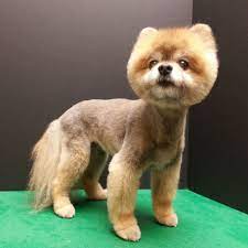 Pomeranian Haircut Pom Grooming Boo Haircut Pomeranian Puppy Pomeranian Dog Toy Pomeranian Puppies