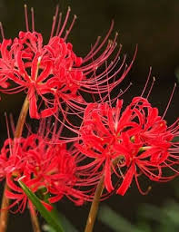 Maybe you would like to learn more about one of these? The Phoenix Wright Omnibus So I M Playing The Second Case Of Apollo Justice