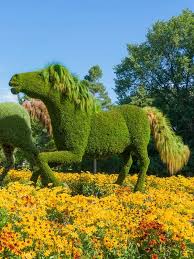 The Ponies Mosaicult Beautiful Gorgeous Pretty Flowers Jardin Botanique Montreal Jardin Botanique Jardins