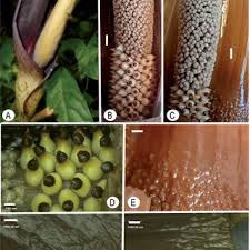 Image result for Englerophytum rwandense