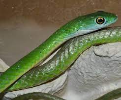 (the european colubrid called grass snake is unrelated.) the rough green snake is docile, often allowing close. Green Bush Snakes For Sale