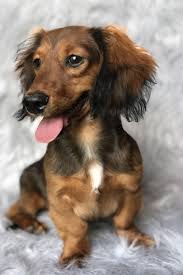 However, the most common colours by far are the. Shiloh Dachshund Puppy 596811 Puppyspot