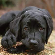 Black Labrador Via A Lab Named Hank On Instagram Black Labrador Retriever Black Labrador Labrador Retriever