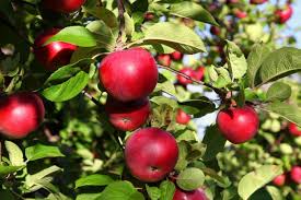 Damit er auch gut heranwächst, muss er um einen apfelbaum zu pflanzen, müssen sie standort, abstand und pflanzzeit beachten. Apfelbaum Pflanzen So Geht S Garten Tipps Garten