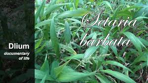 Image result for Setaria barbata