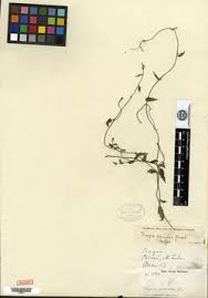 Image result for Tragia incisifolia