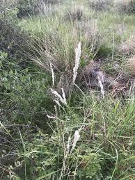 Image result for Digitaria appropinquata
