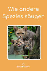 wie andere spezies saugen saugetiere spezies muttermilch