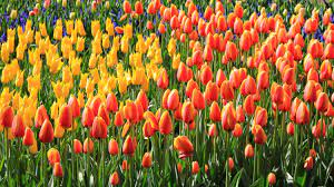 8 Pics Tulip Garden Near Me And Description Tulips Garden Flower Garden Planting Tulips