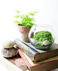 Live Plant Office Terrarium Mini Indoor Desk Garden Glass Etsy Office Plants Office Terrarium Plants