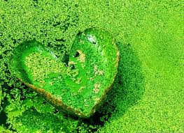Love Natural Wallpaper 14 Widescreen Hd Backgrounds Images Of Nature In 3d Love Wallpaper Best Nature Wallpapers Nature Images