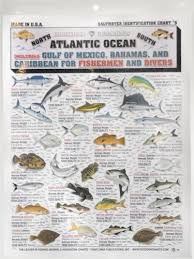 Fishermans Saltwater Fish Chart 5