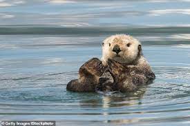 A Pair Of Alaskan Sea Otters Will Take Up Residents In A Sea Life Centre In The Uk Daily Mail Online Sea Otter Sea Otter Facts Otters