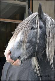 Scarlettjane22 Shire Horse What A Beautiful Animal Studio Nina Lindh Via Bonnie Scott On Pinterest Horses Shire Horse Animals Beautiful