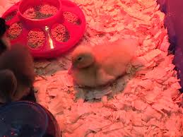 The Beginner'S Guide To Raising Ducklings: Everything You Need To Know To  Get Started - Home In The Finger Lakes