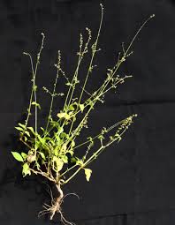 Image result for Sericostachys