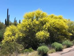 Image result for Oldfieldia macrocarpa