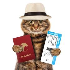 Shipping a pet requires dropping it off at a delta cargo location at least three hours before departure time at a location separate from passenger delta cargo only accepts international pet shipments from known shipping companies. International Pet Travel Vacation Planning With Pets