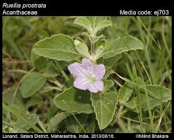 Image result for Ruellia patula